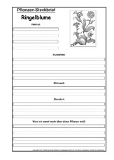 Pflanzensteckbrief-Ringelblume-SW.pdf